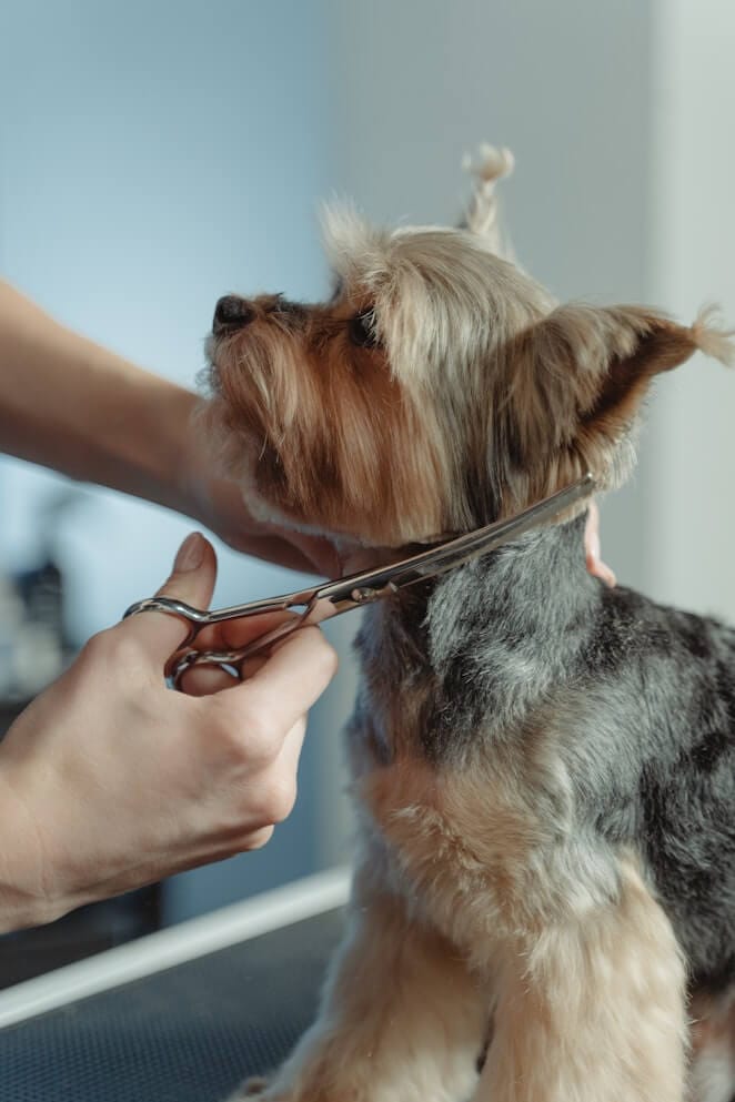 Long haired dog breeds