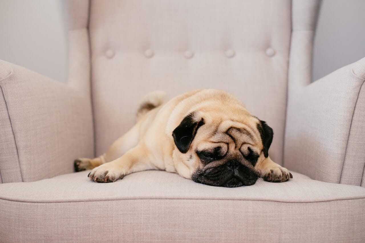 8 Low Energy Dog Breeds That Are Perfect For Lazy Owners