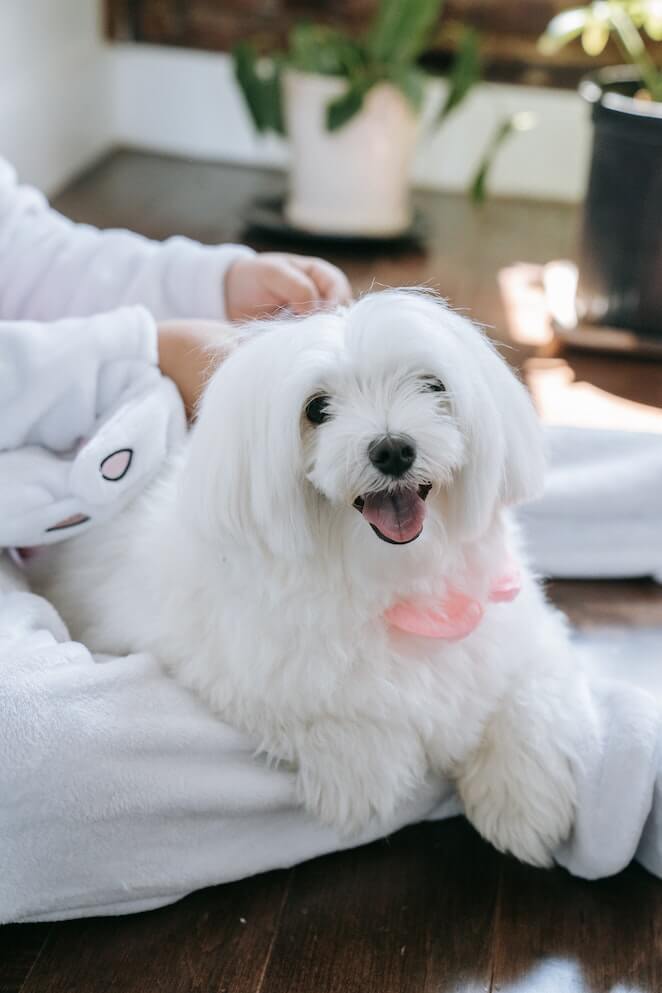 Long haired dog breeds