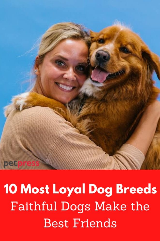 Most loyal dog breeds