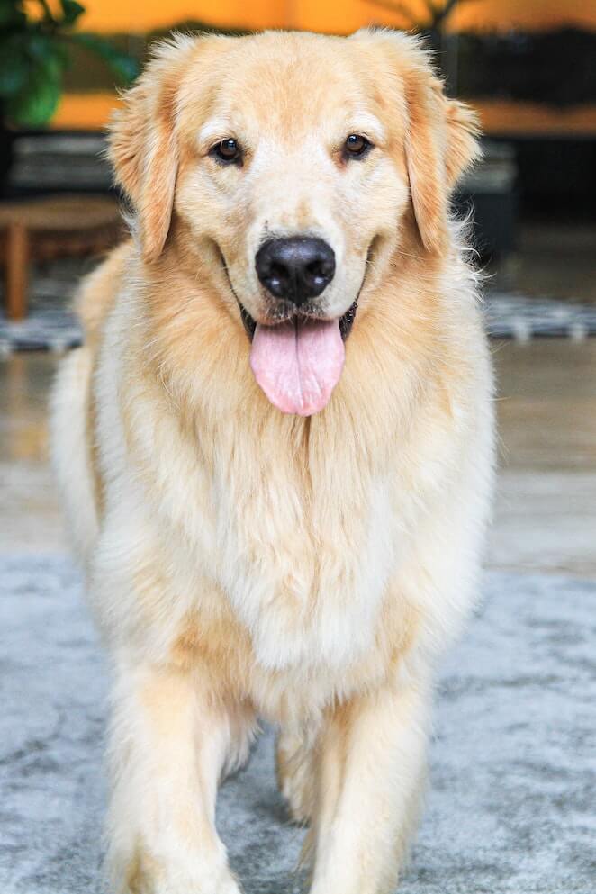 10 Most Loyal Dog Breeds Faithful Dogs Make the Best Friends