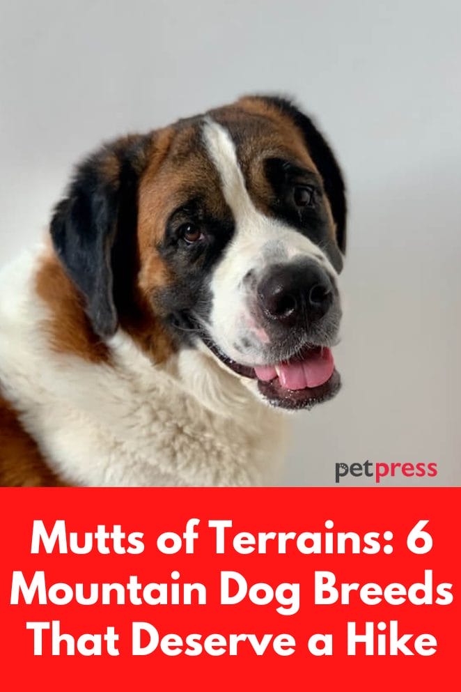 Mountain dog breeds