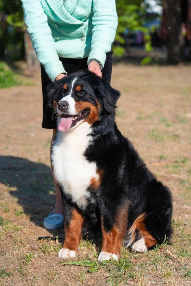 Mountain dog breeds