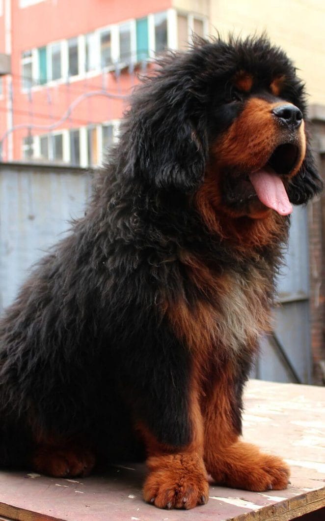 Mountain dog breeds