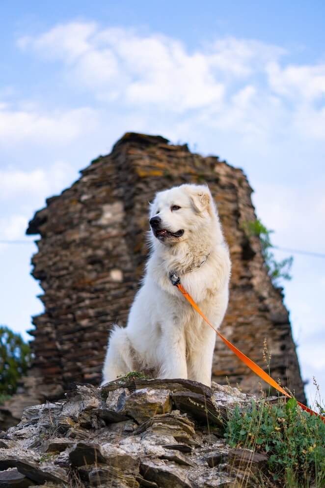 Mountain dog breeds