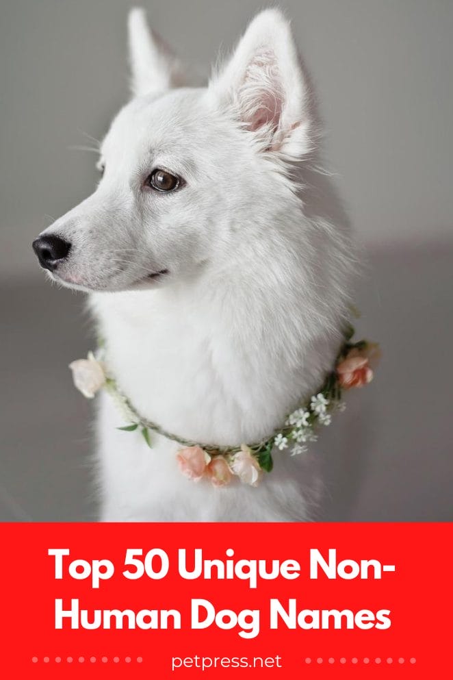 Top 50 Unique Non Human Dog Names top-50-unique-non-human-dog-names