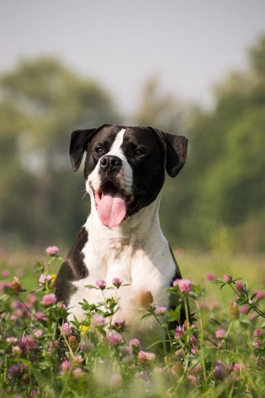 Top 50 Unique Non Human Dog Names top-50-unique-non-human-dog-names