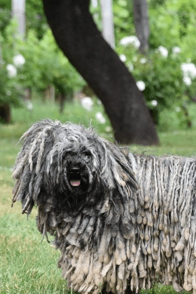 Long haired dog breeds