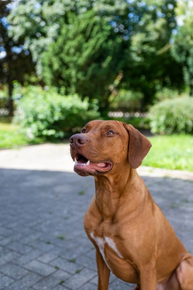 African dog breeds