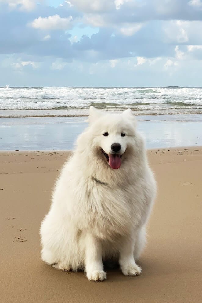 White Dog Breeds