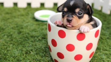 Teacup dog breeds