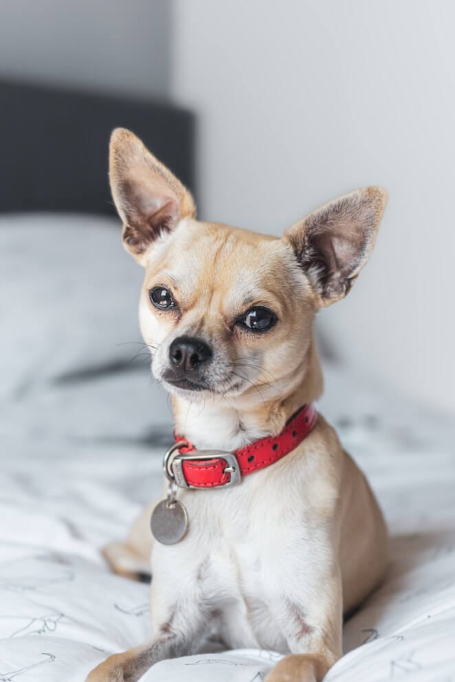 7 Cute And Snuggly Teacup Dog Breeds