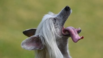 Weird dog breeds