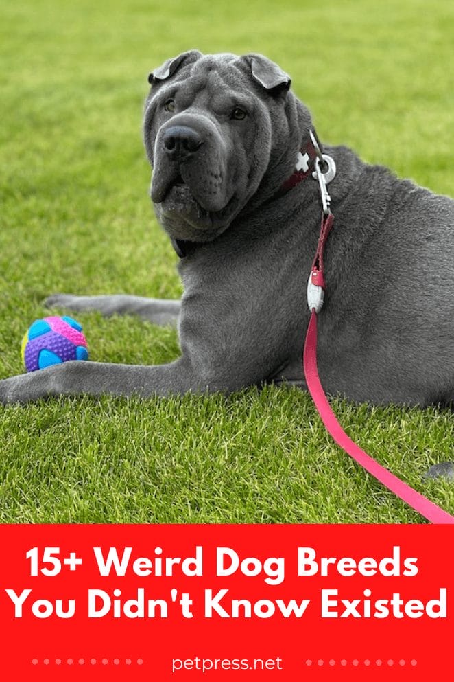 15+ Weird Dog Breeds You Didn't Know Existed