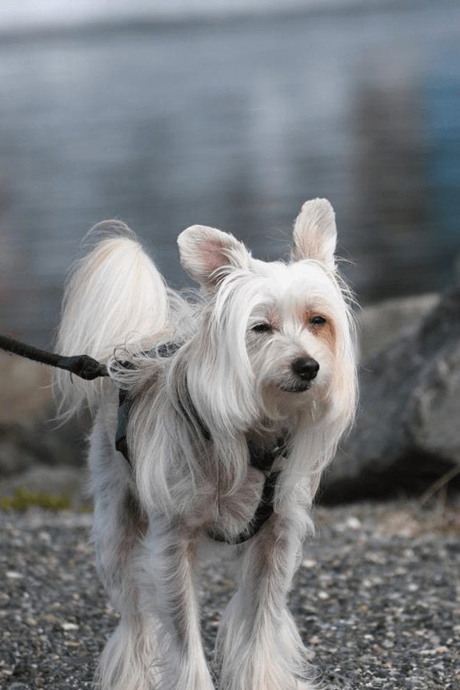 15+ Weird Dog Breeds You Didn't Know Existed