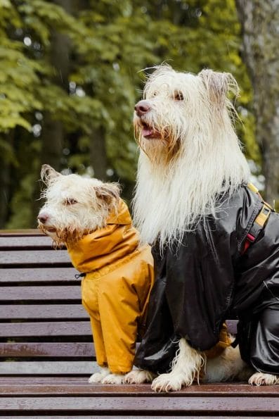 15+ Weird Dog Breeds You Didn't Know Existed