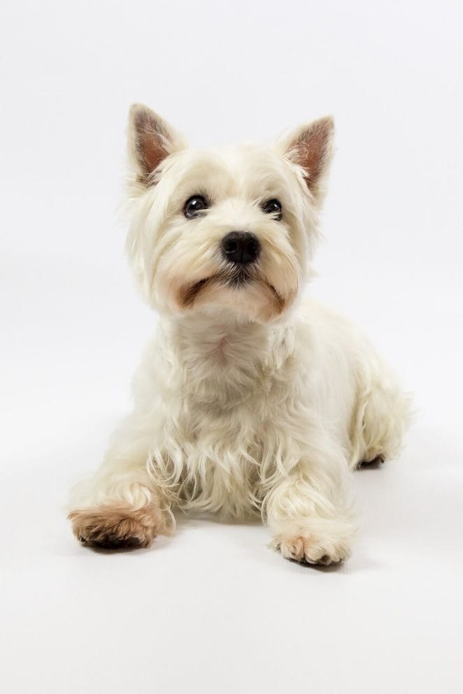 White Dog Breeds