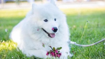 White Dog Breeds