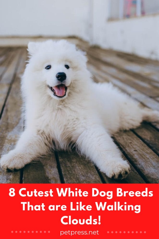 White Dog Breeds