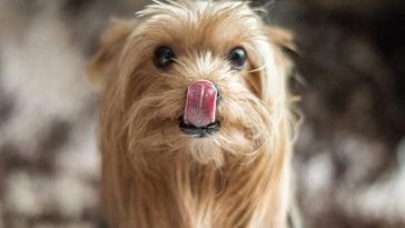 Why Do Dogs Lick Their Privates?
