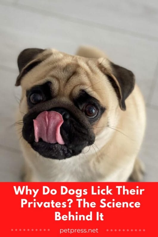 Why do dogs lick their privates the science behind it