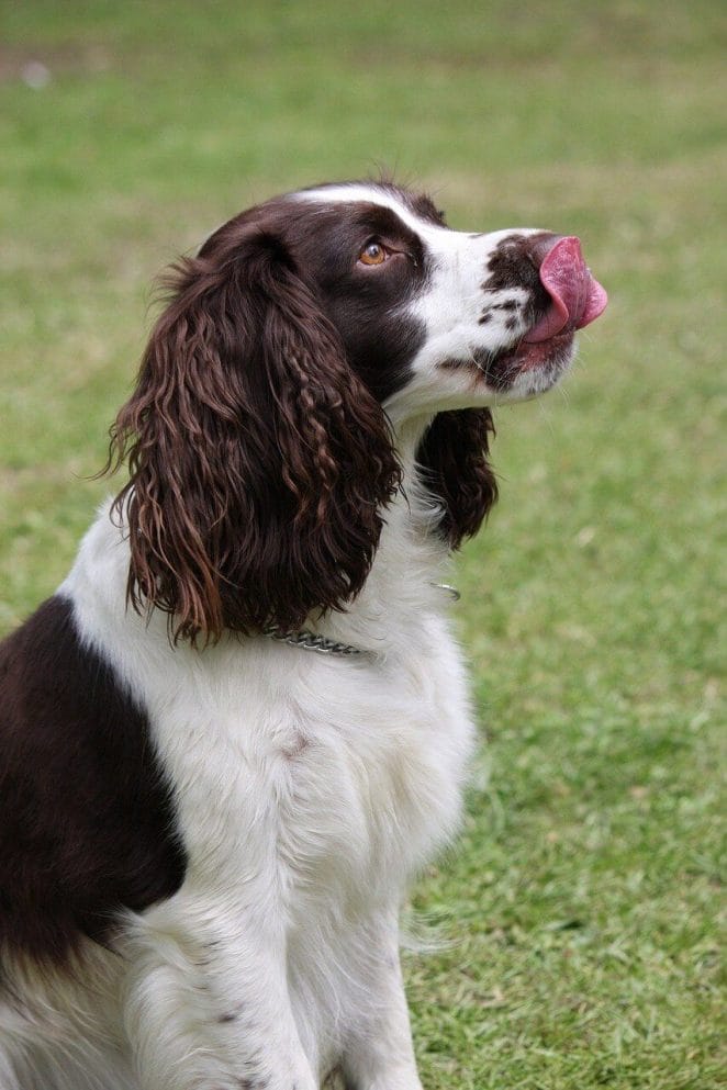 Why Do Dogs Lick Their Privates?
