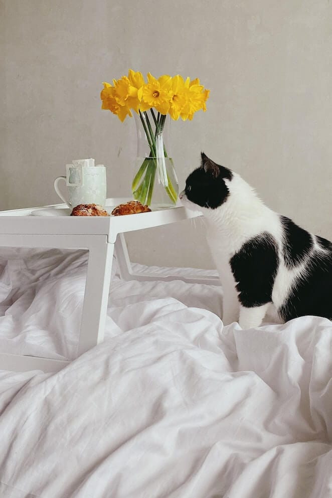 Why Do Cats Knock Stuff Over? 5 Ways To Stop It