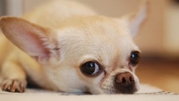 Why do chihuahuas bark so much