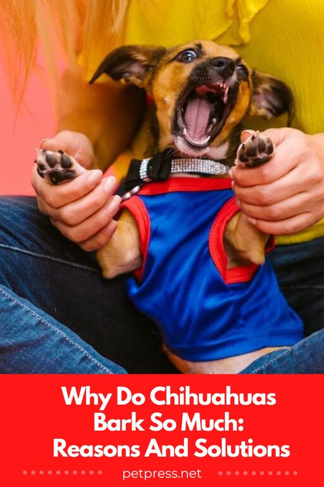 Why do chihuahuas bark so much