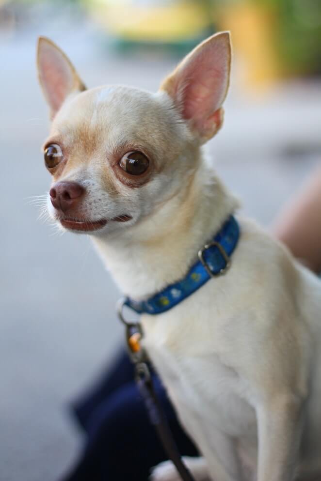 Why Do Chihuahuas Bark So Much: Reasons And Solutions