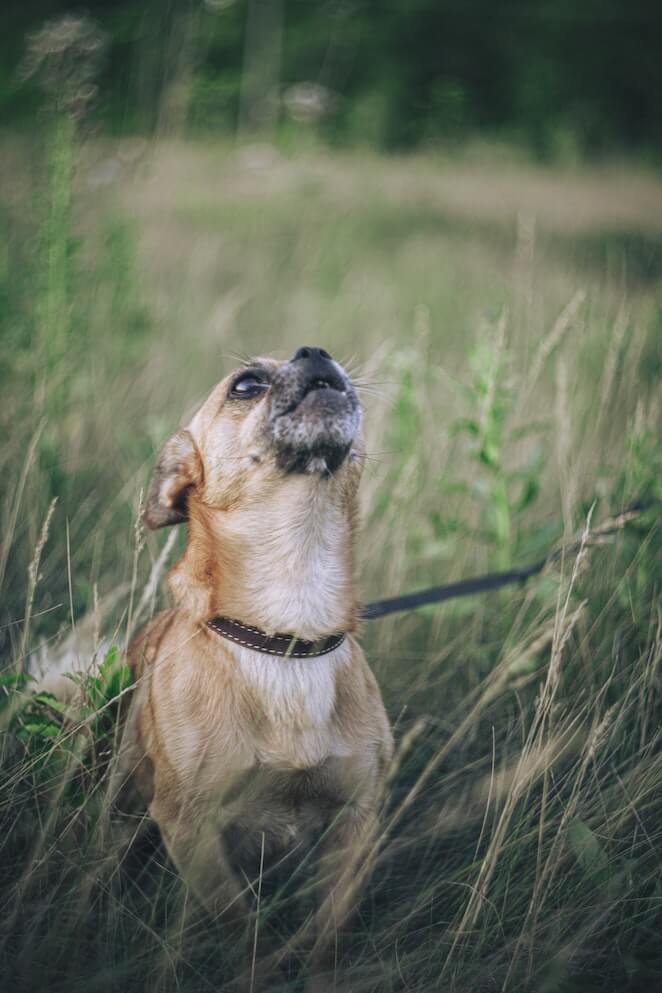 Why do chihuahuas bark so much