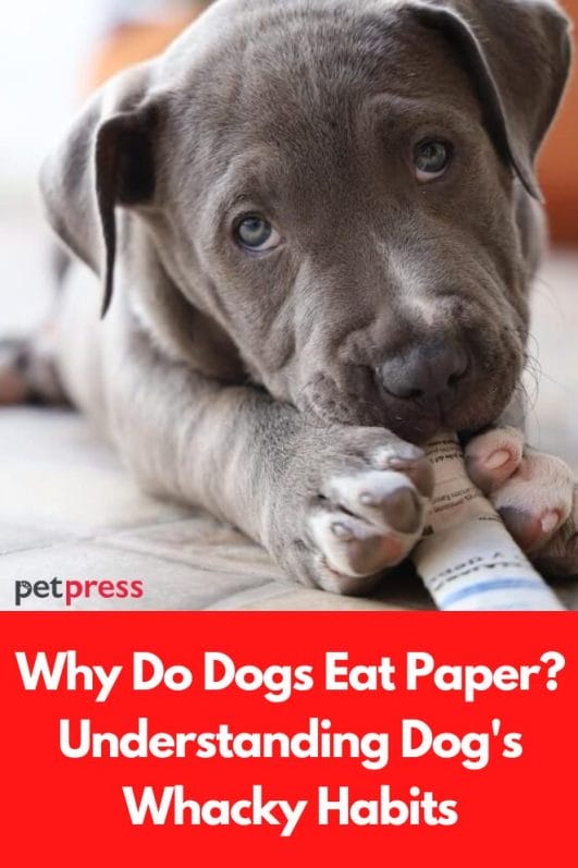 Why Do Dogs Eat Paper? Understanding Dog's Whacky Habits