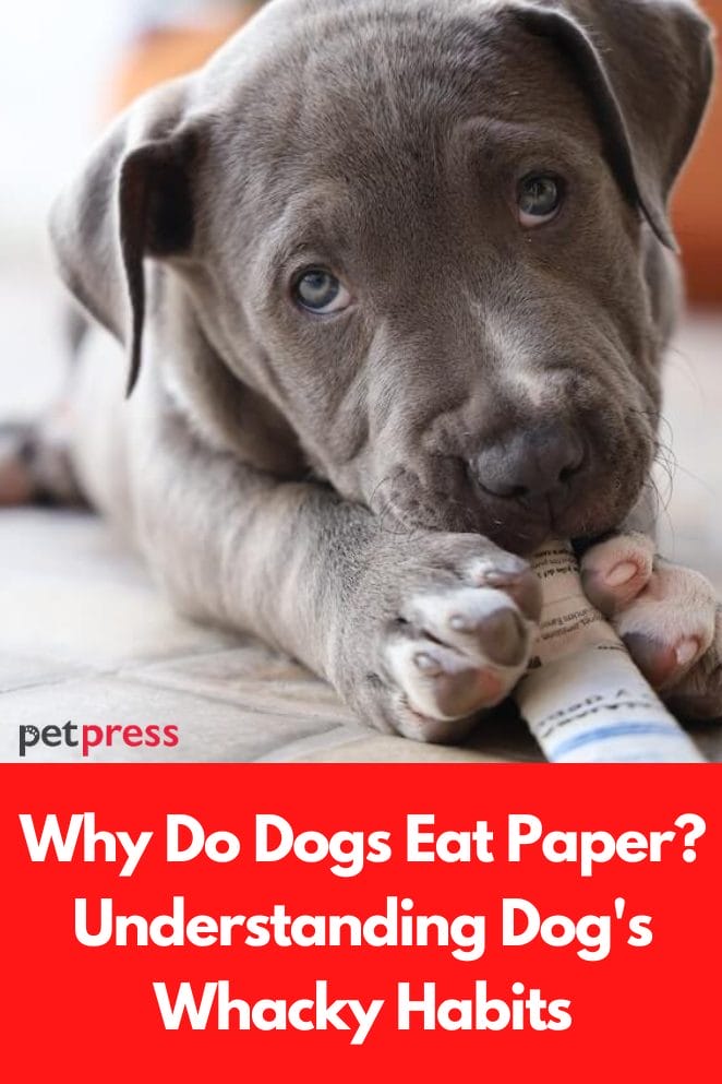 Why do dogs eat paper