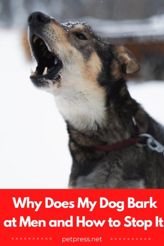 Why Does My Dog Bark at Men and How to Stop It?