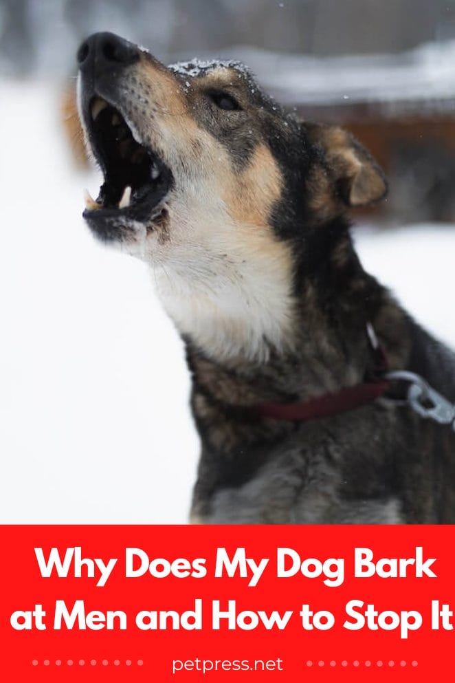 Why does my dog bark at men