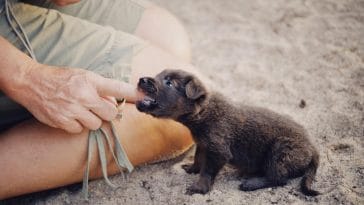 Why does my dog bite my hand