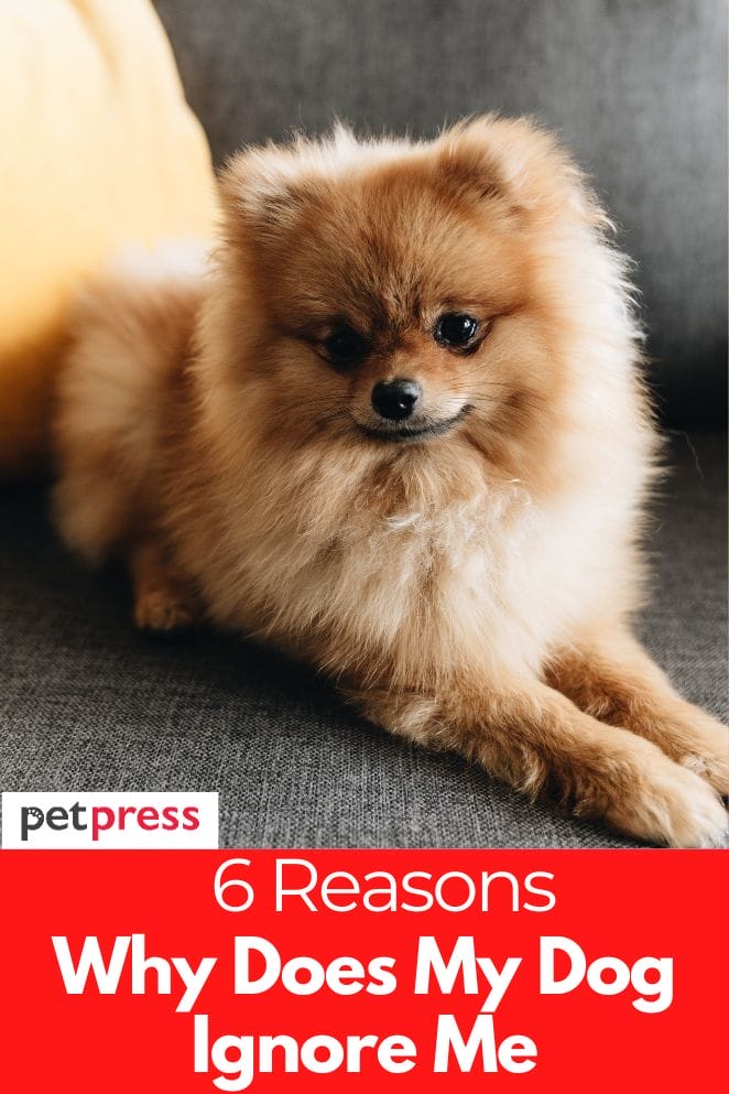 6 Reasons Why Does My Dog Ignore Me and How Can I Stop It