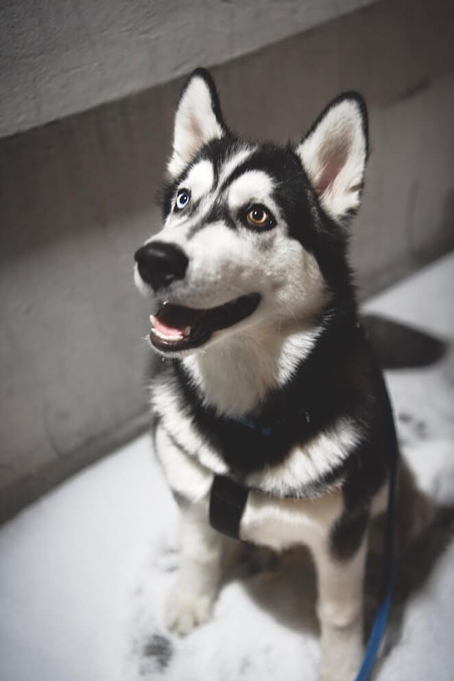Why does my dog sniff my crotch?