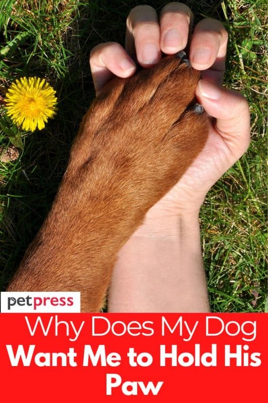 4 Reasons Why My Dog Wants Me To Hold their Paw