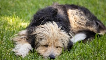 Why is My Dog Peeing in Their Sleep