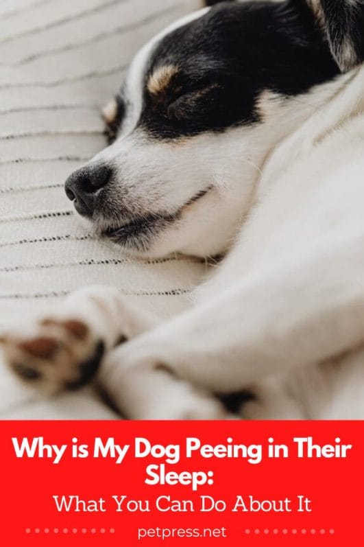 why-is-my-dog-peeing-in-their-sleep-what-you-can-do-about-it