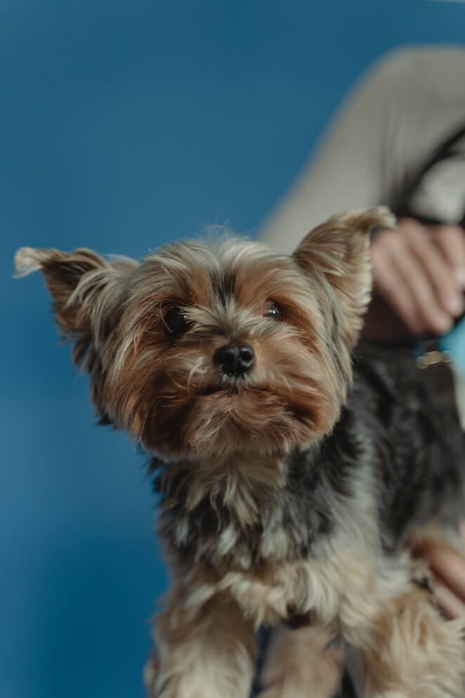 Long haired dog breeds