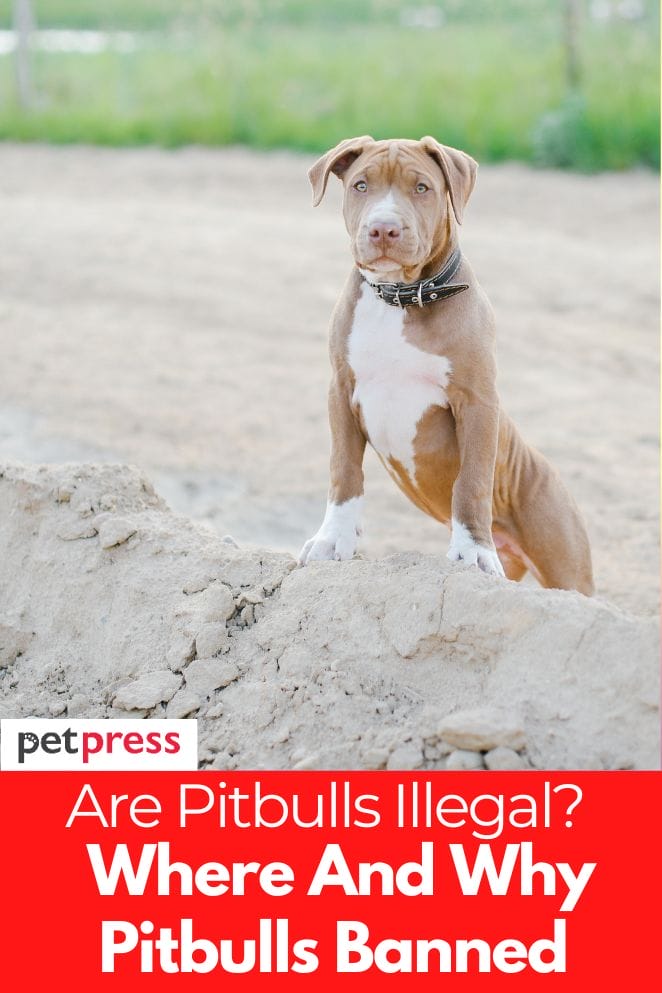 Are Pitbulls Illegal A List Where And Why Pitbulls Are Banned   Are Pitbulls Illegal 