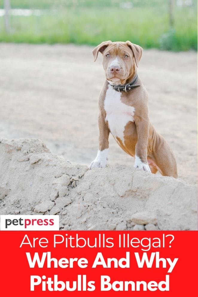 are pitbulls illegal