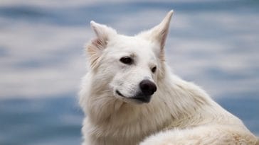 big white dog names