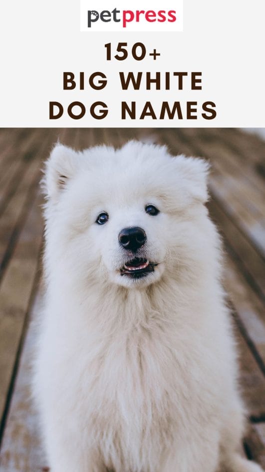 150+ Big White Dog Names For Your Large Canine Friend
