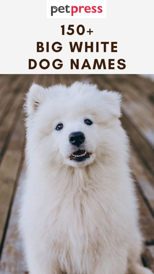150 Big White Dog Names For Your Large Canine Friend 200-unique-male-dog-names-dog-names-unique-male-dog-names-unique