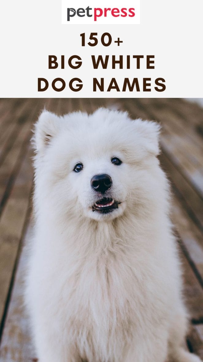 big-white-dog-names