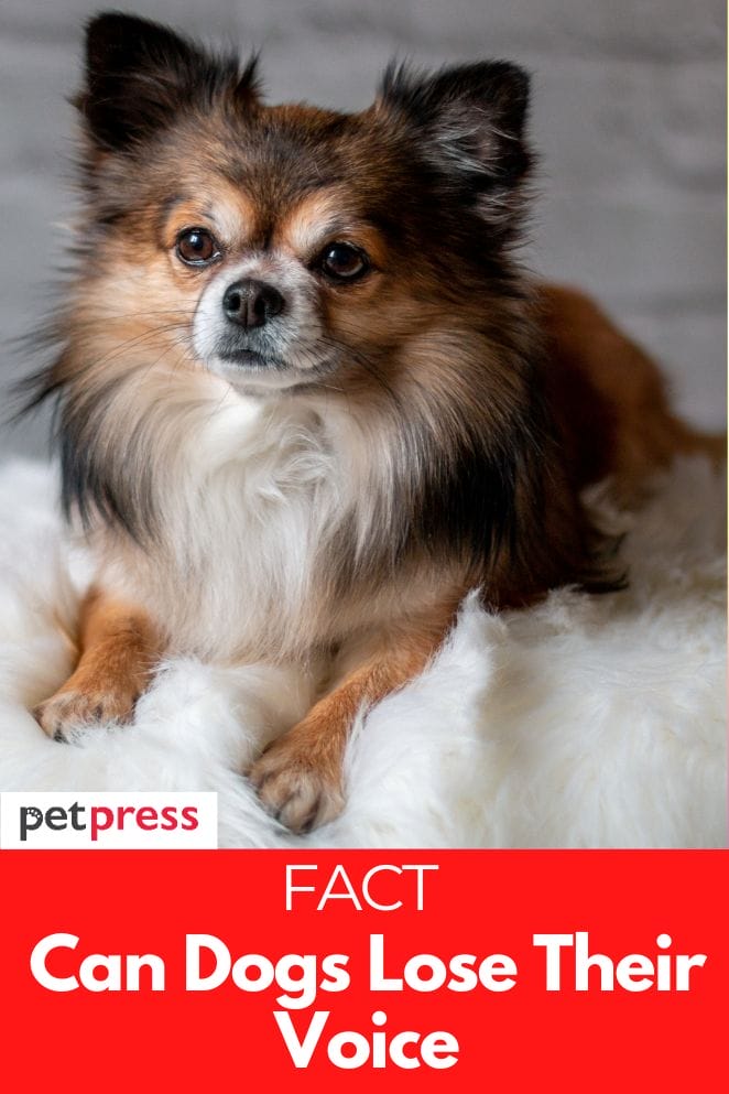 can dogs lose their voice
