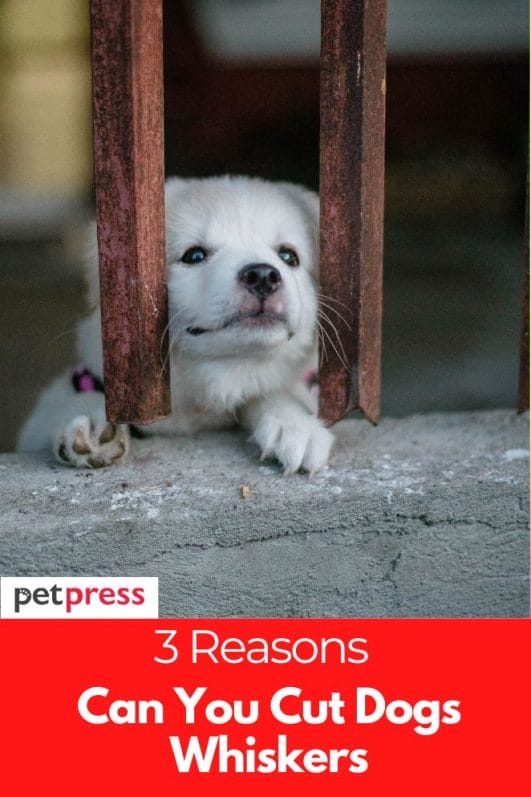 Can You Cut Dogs Whiskers? A Grooming Guide for Pet Owners